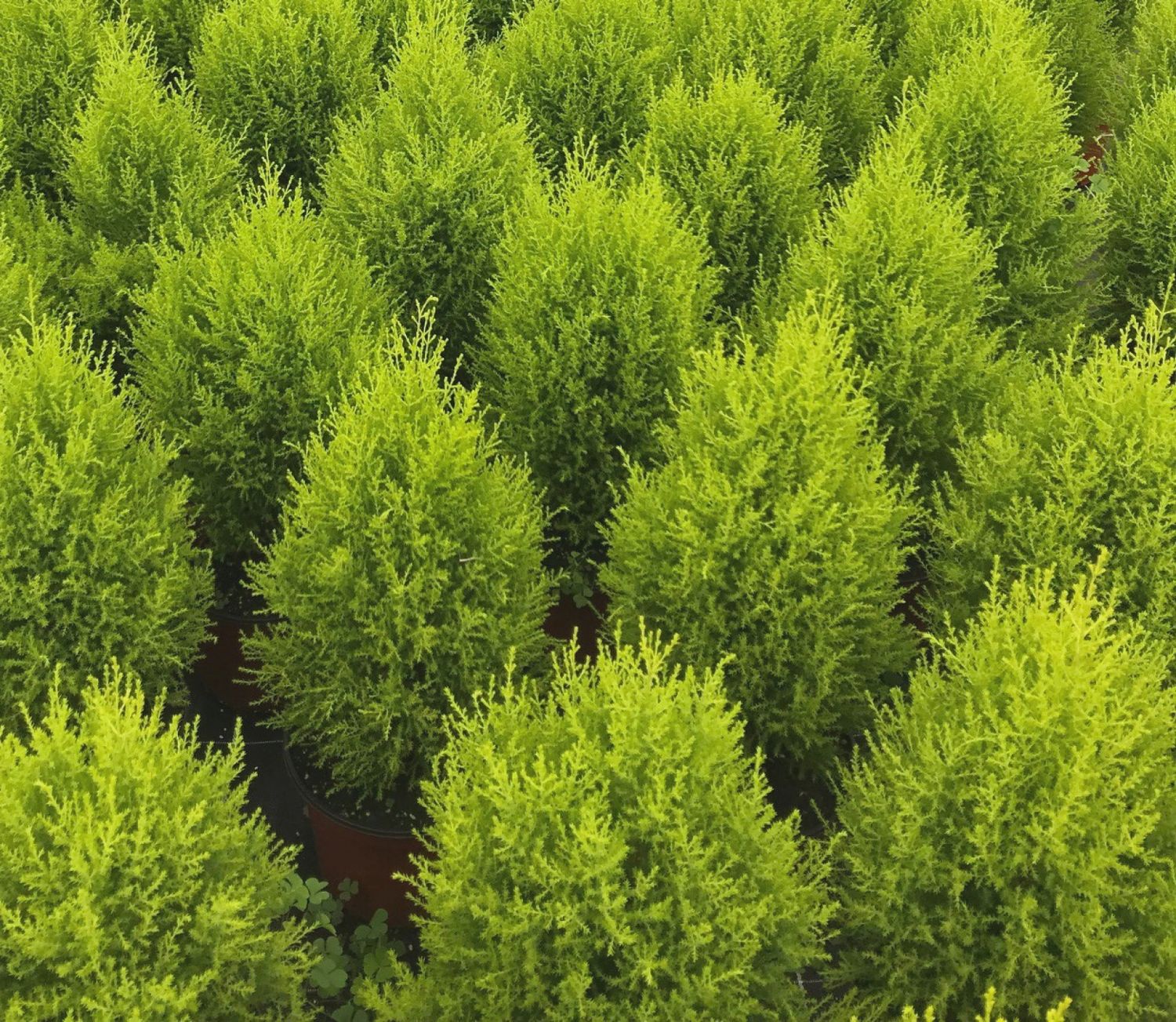 Lemon Cypress, Pot Size: 4&quot; Pot