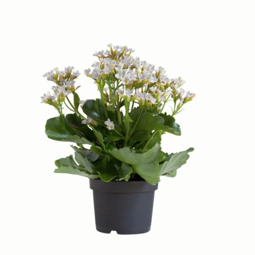 2.5&quot; Kalanchoes