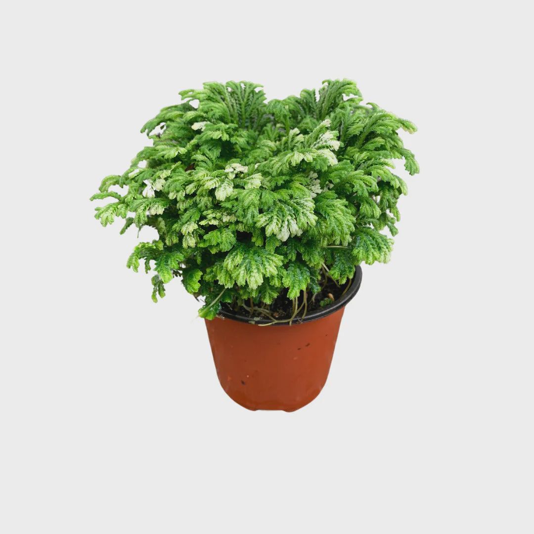 Frosty Fern, Size: 2.5"