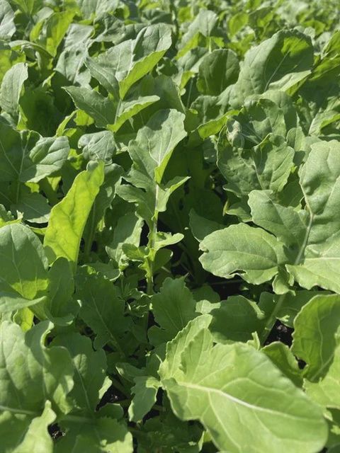 Astro Roquette Seeds