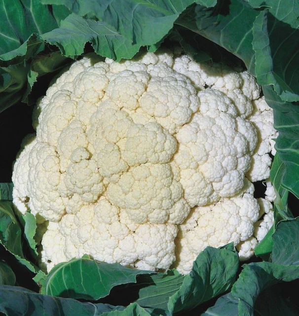 'Amazing' Cauliflower