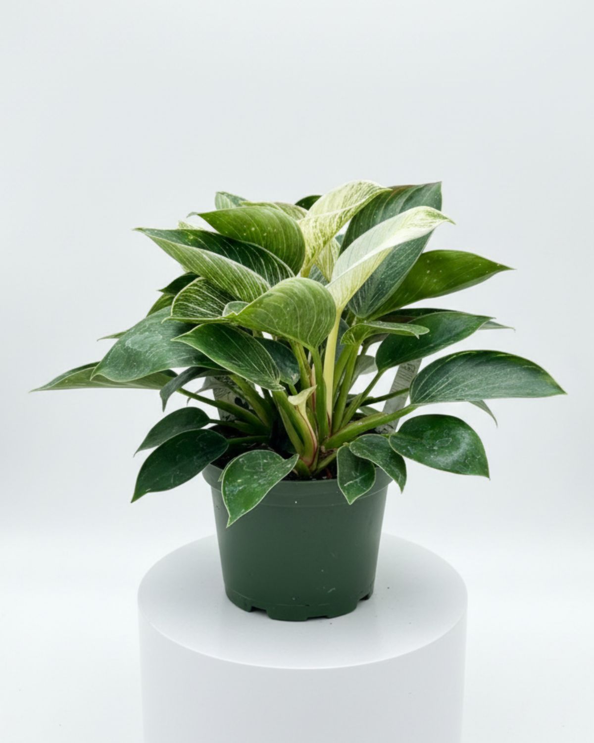 6" Philodendron Birkin