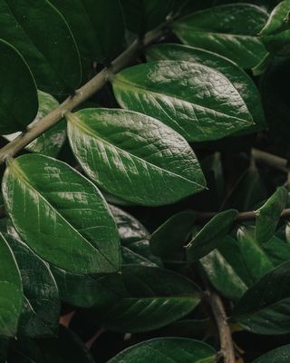 Greenery &amp; Succulents