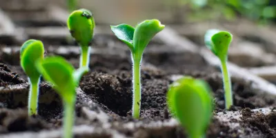 How to Start Your Seeds