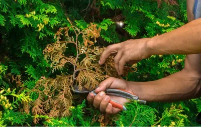 Pruning Shrubs &amp; Evergreens