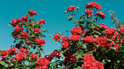 Roses - Types and How to Prune