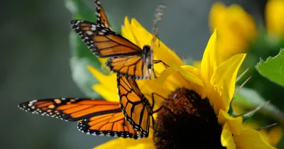Attracting Butterflies to Your Garden