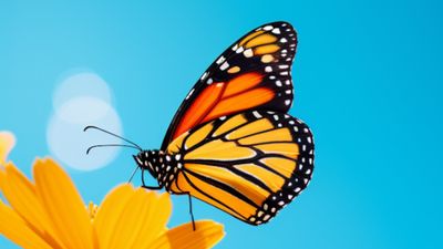 Attracting Butterflies to Your Garden