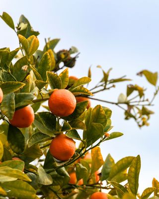 Fruit