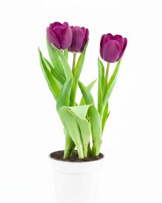 Spring Potted Bulbs &amp; Arrangments