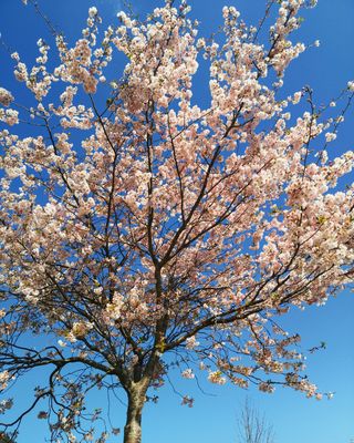 Flowering