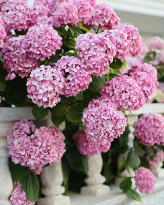 Shrubs