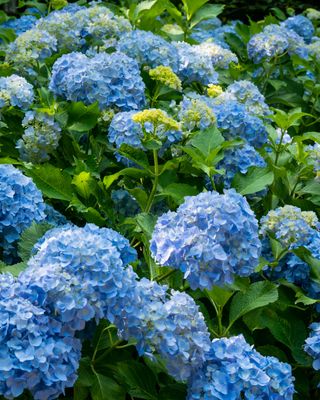 Flowering