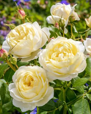 Roses