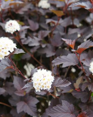 Foliage