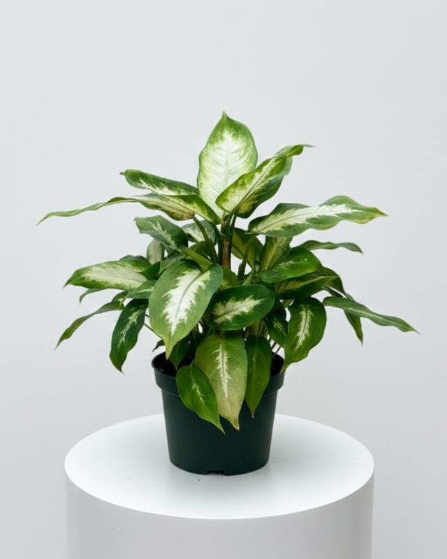 Dieffenbachia-Camille
