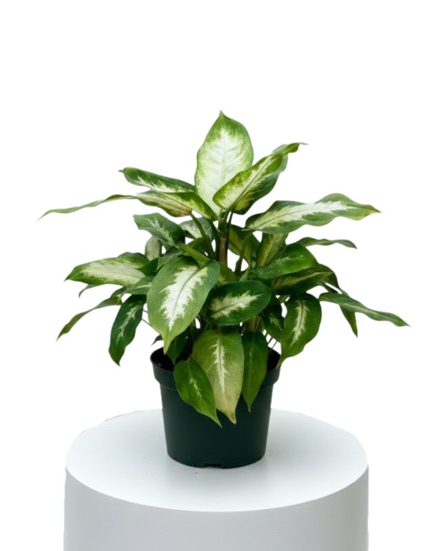 Dieffenbachia-Camille