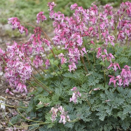 Bleeding Heart - Sun Jewels™ 'Pink Diamonds'