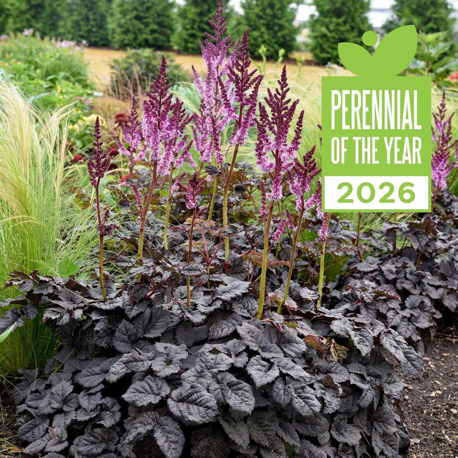 Astilbe 'Dark Side Of The Moon'