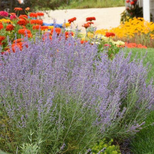 Russian Sage 'Denim 'N Lace'