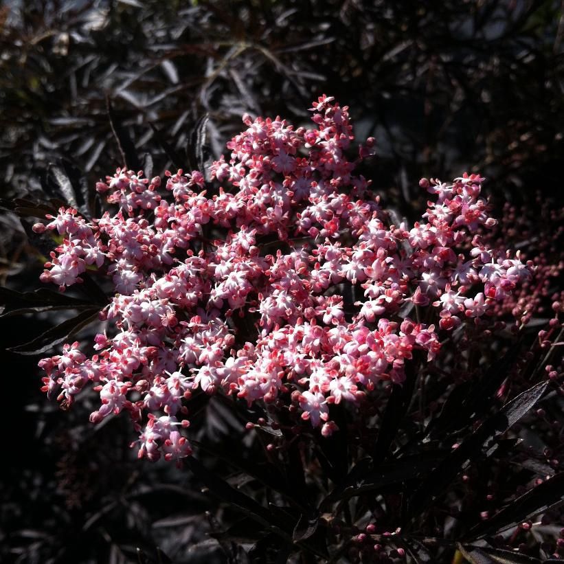 Elderberry ' Black Lace'
