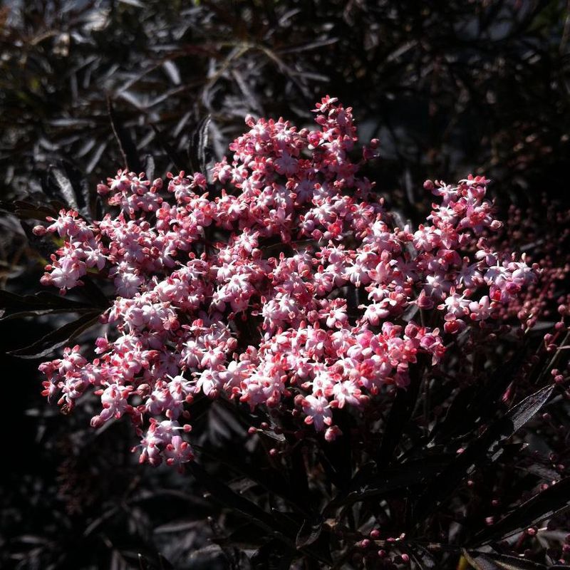 Elderberry ' Black Lace'