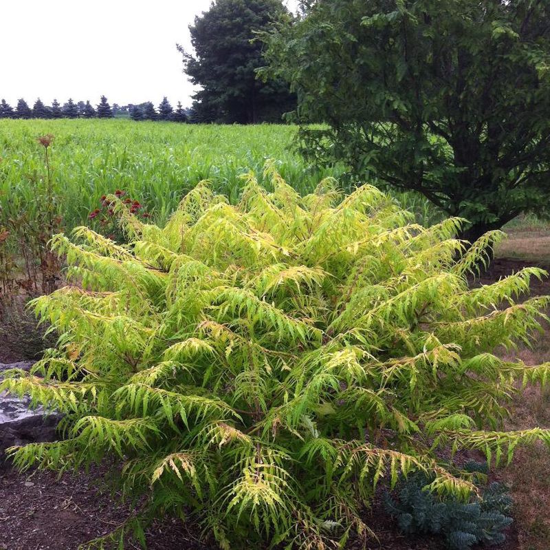 Sumac ' Tiger Eye Cutleaf'