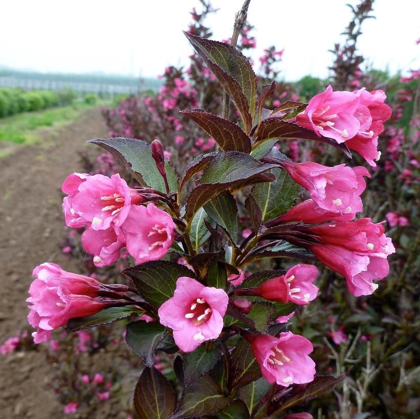Weigela 'Wine &amp; Rose'