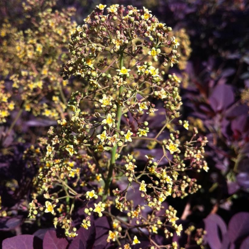 Smokebush- Royal Purple