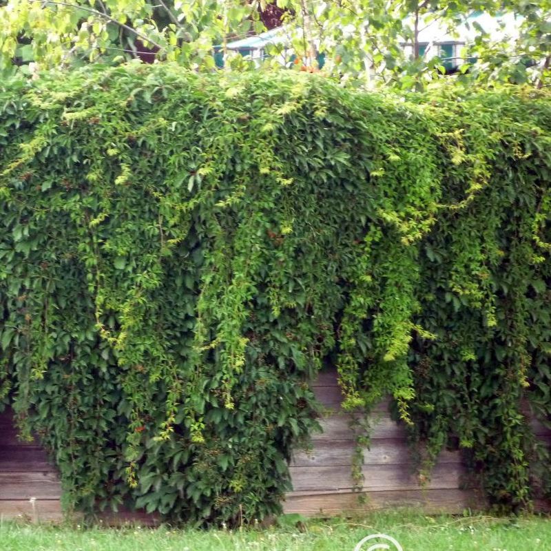 Virginia Creeper