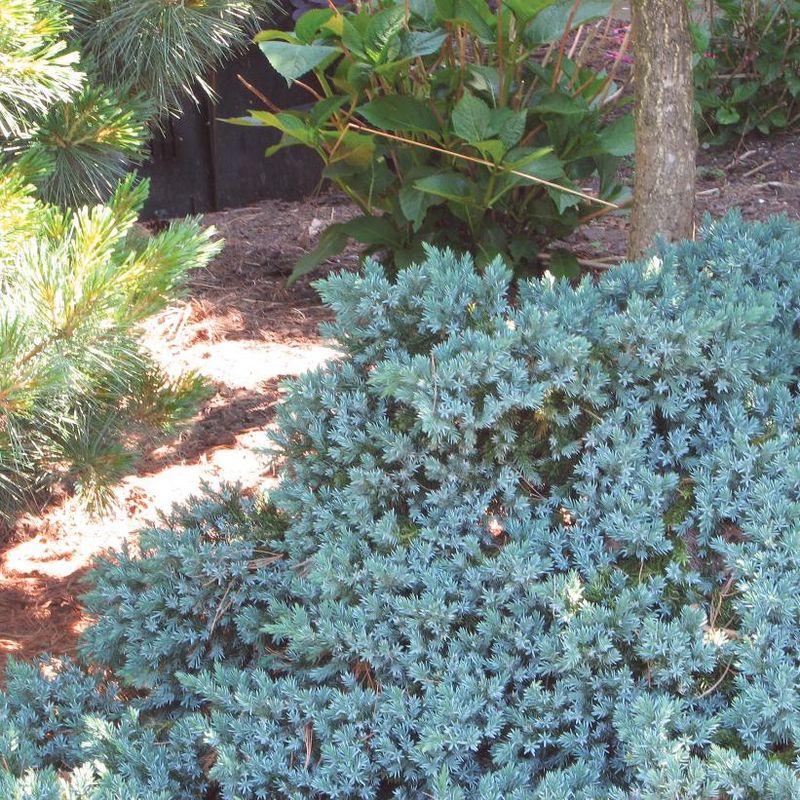 Juniper 'Blue Star'