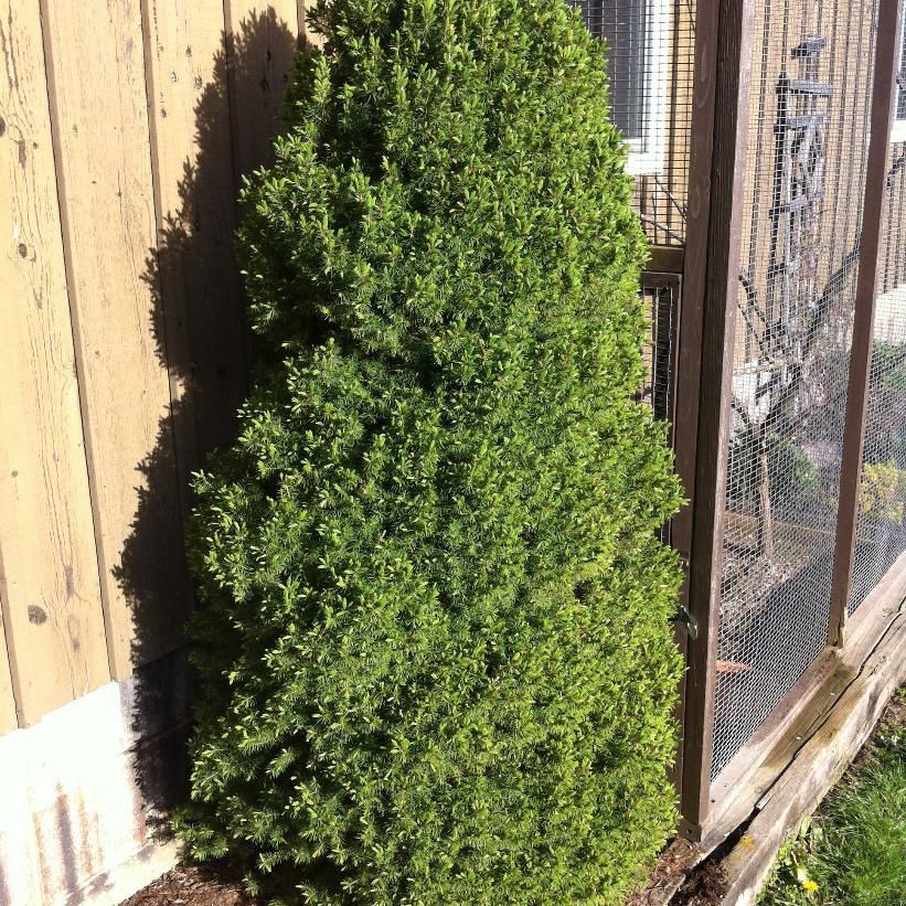 Spruce-Dwarf Alberta