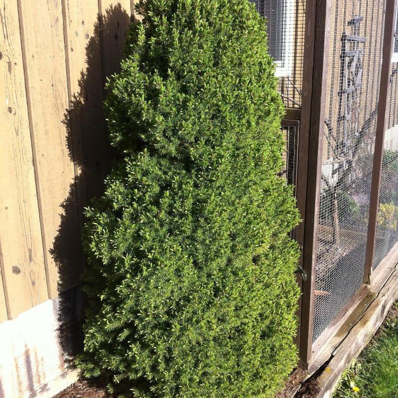 Spruce-Dwarf Alberta