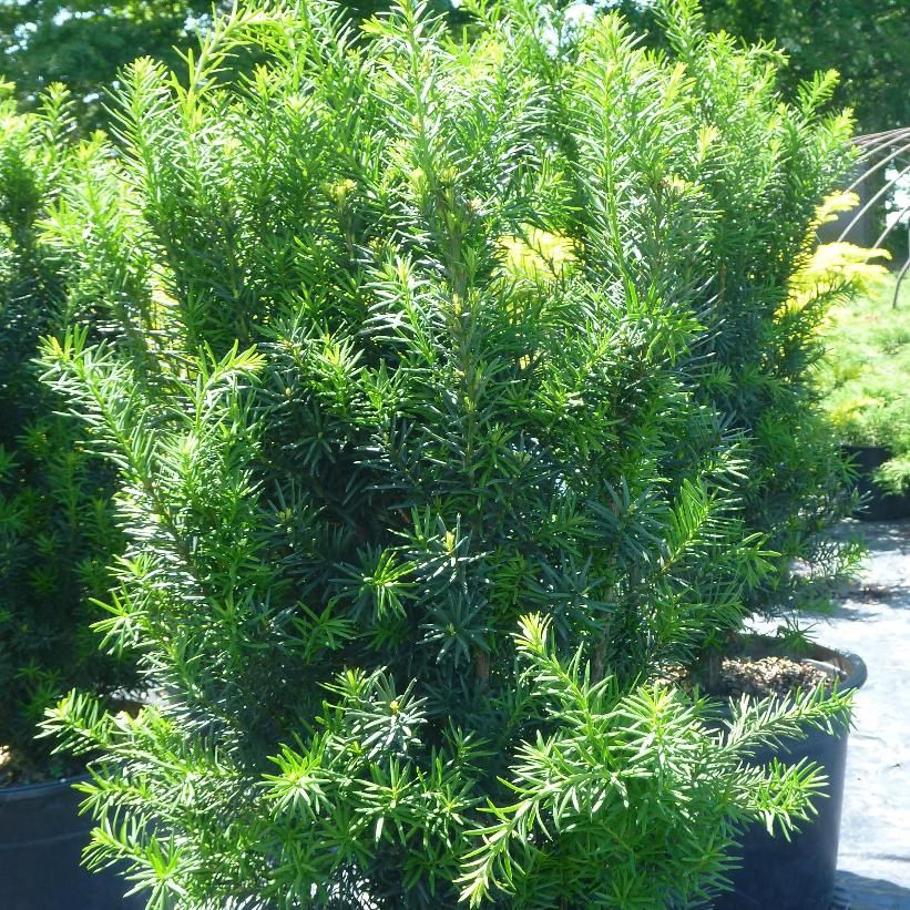 Yew-Hicks