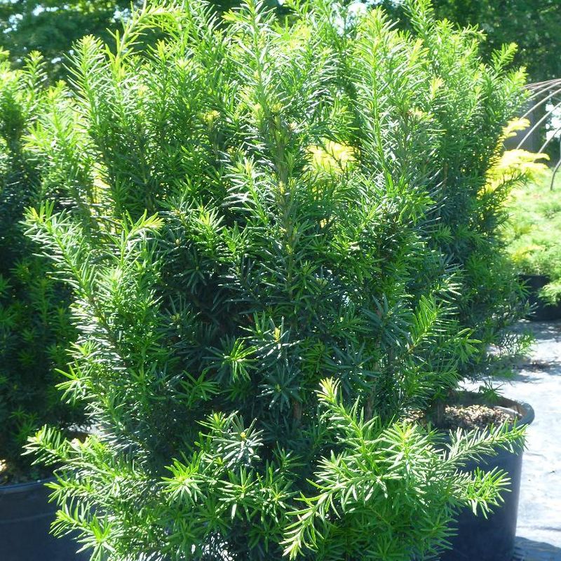 Yew-Hicks