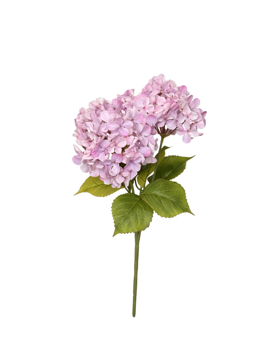 Pink Hydrangea Bush PK