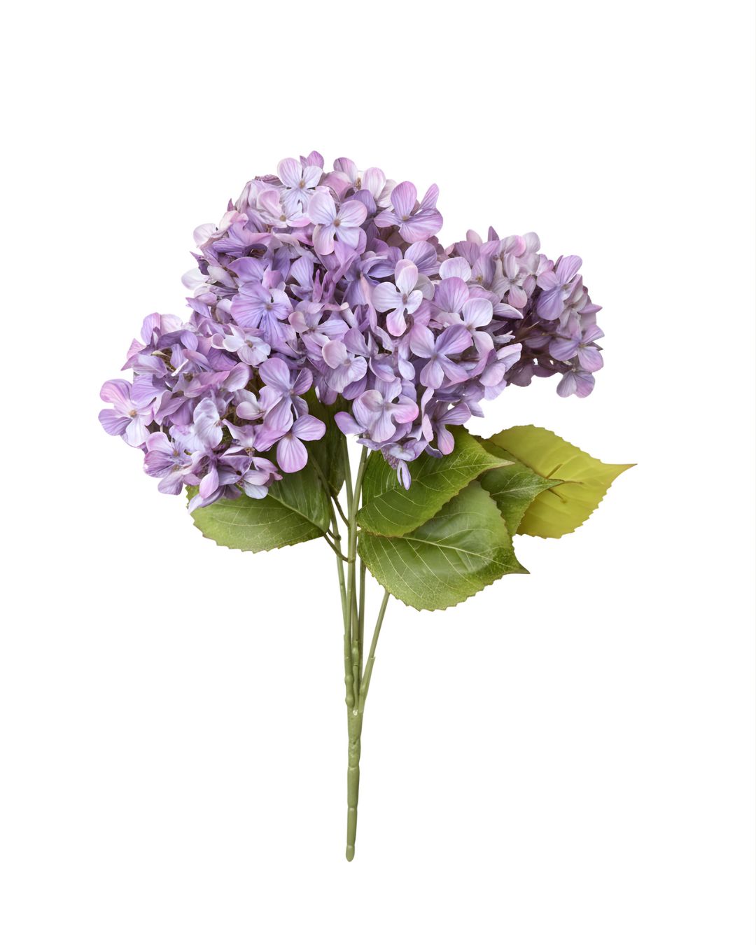 Purple Hydrangea Bush