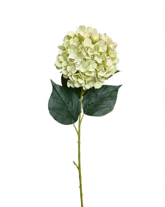 Green Hydrangea Stem