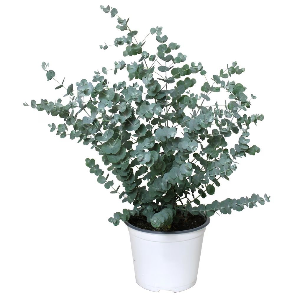 Eucalyptus Gunii 6"