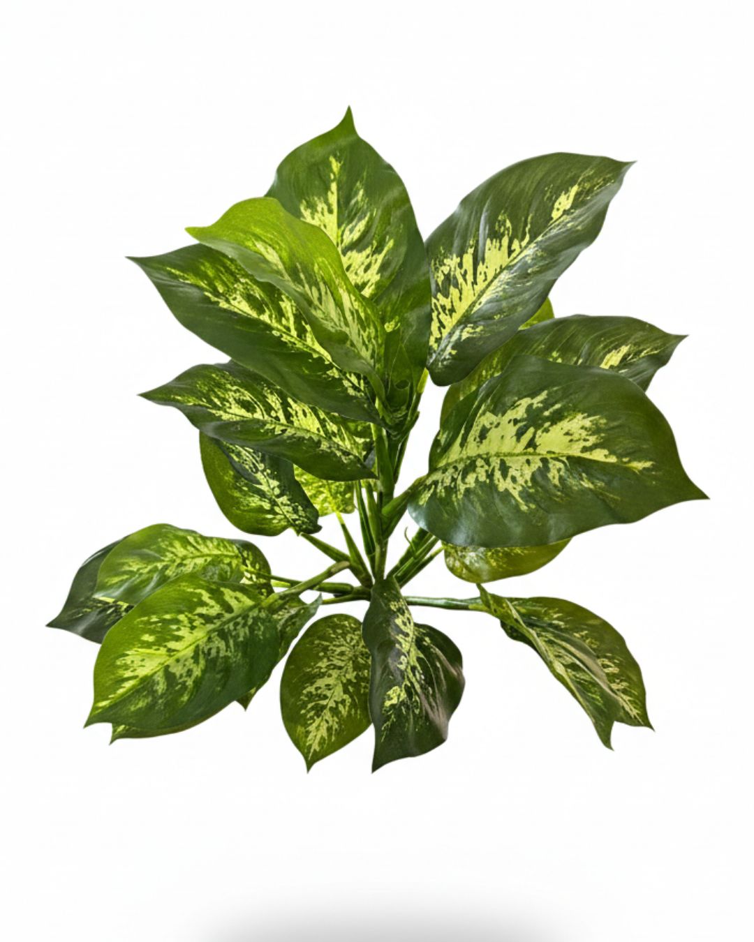 16” Dieffenbachia Bush