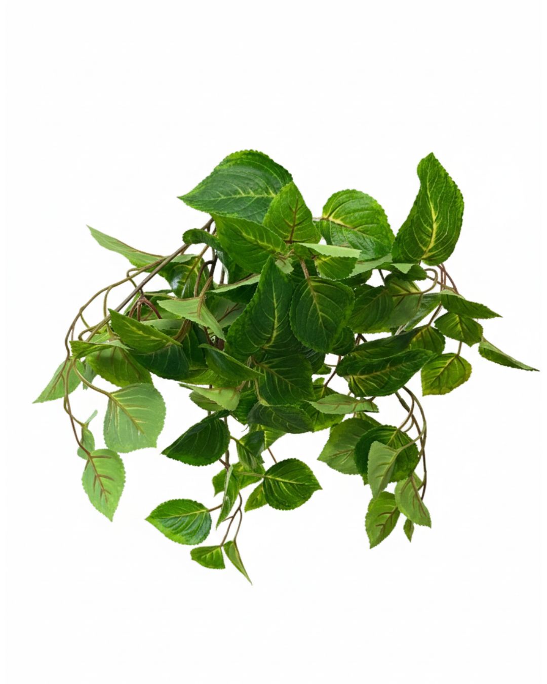 20"UV PROTECTED COLEUS BUSH