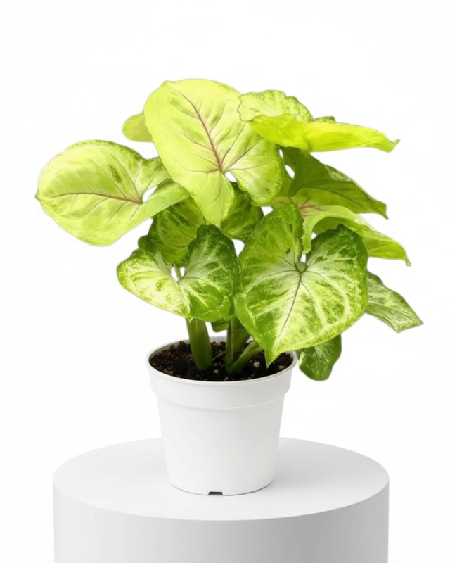 6" Syngonium Kiwi Delight