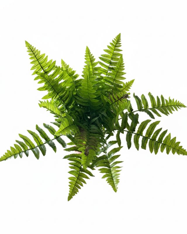 Boston Fern x 25