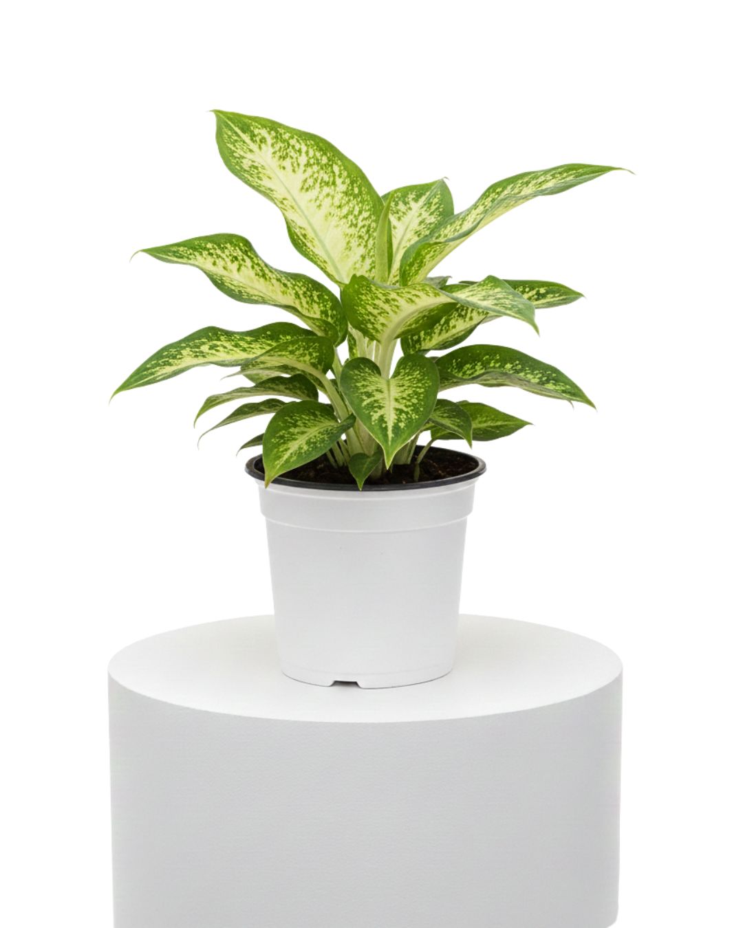 6" Dieffenbachia Compacta