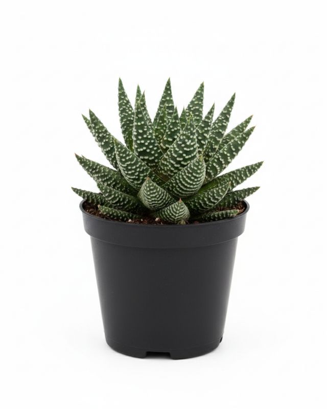 2.5" Aloe Aristata Zambezi