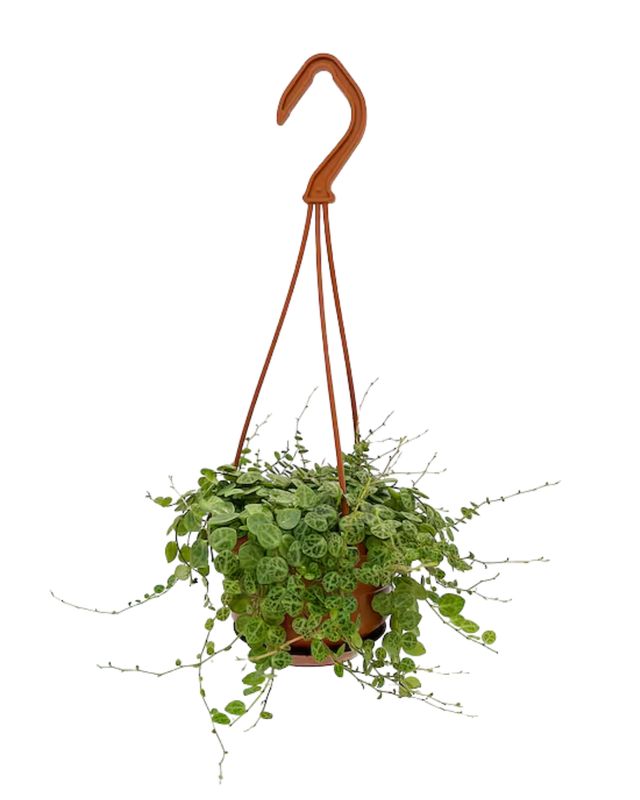 4" Hanging Basket - String of Turtles
