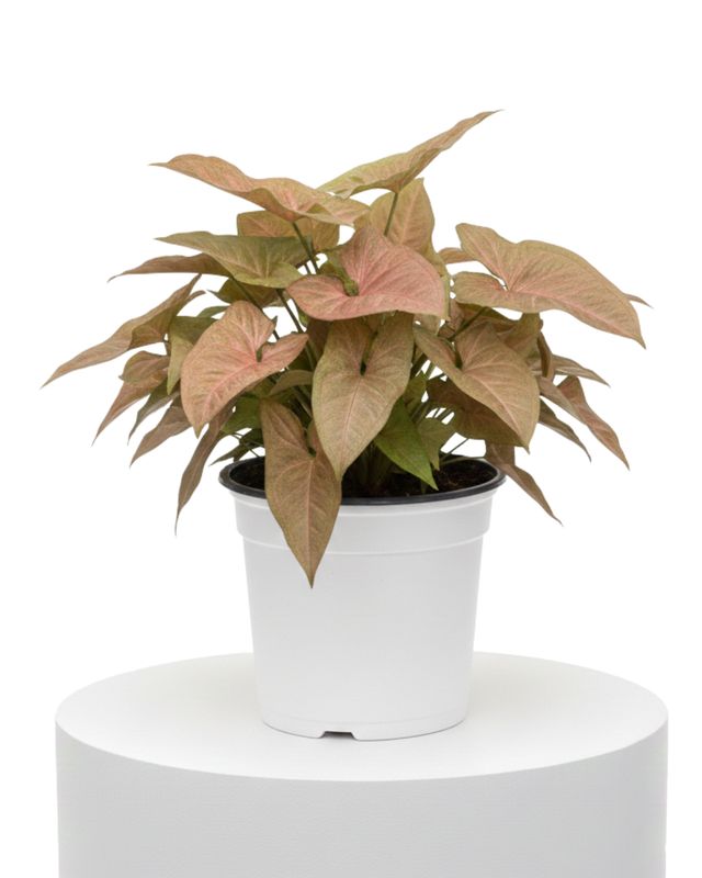 6" Syngonium Merry Maria