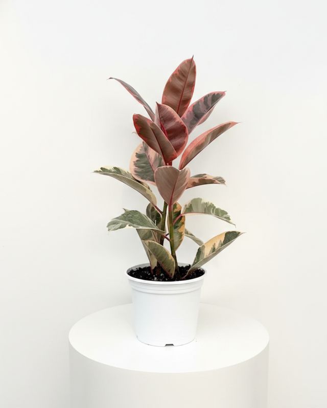 6" Ficus Ruby