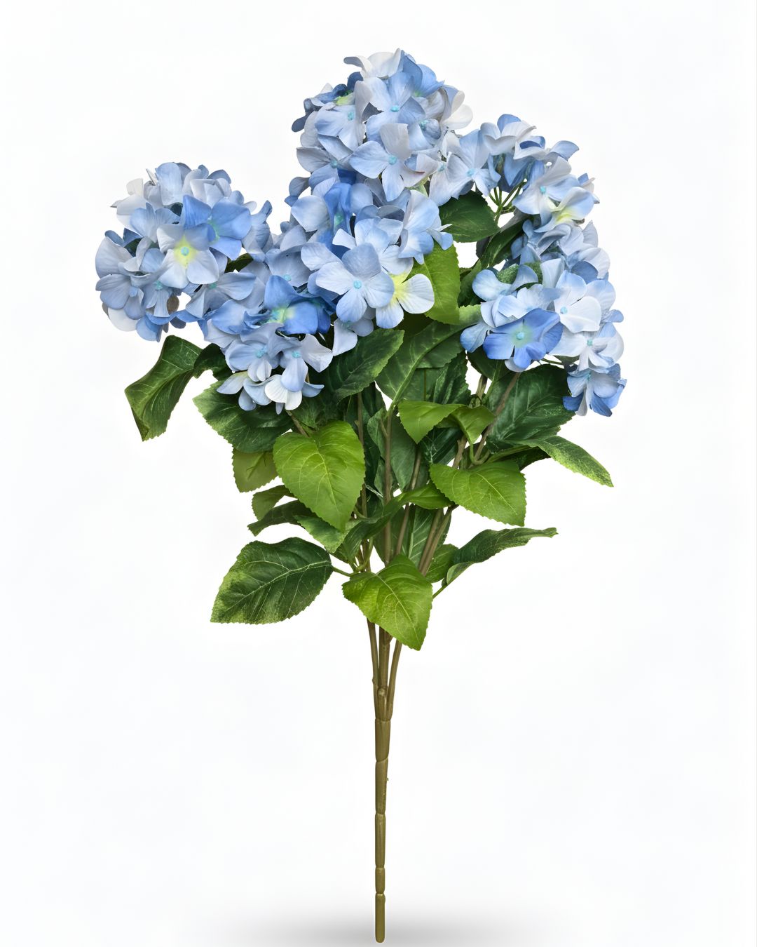 Blue 7 Stem Hydrangea Bush