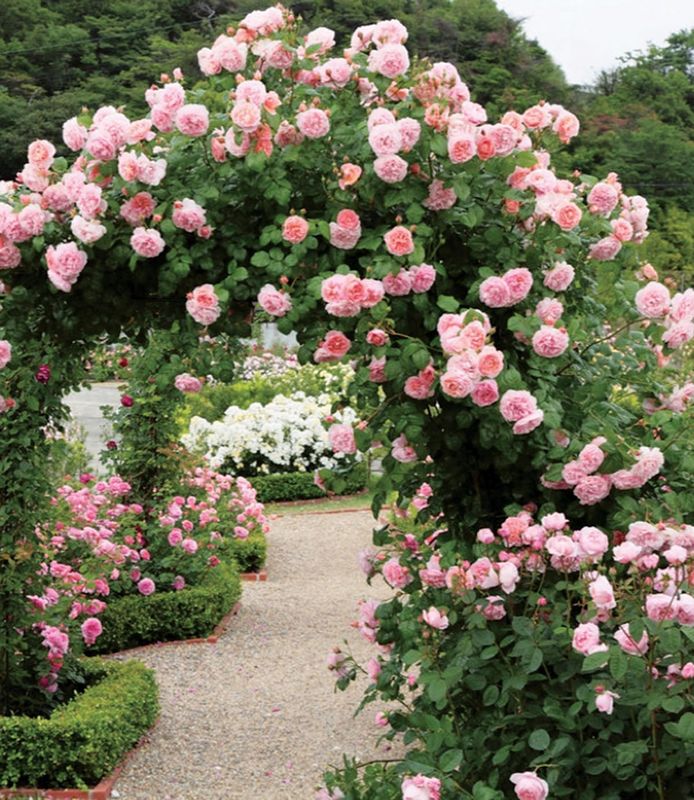 Strawberry Hill David Austin — Pink Climber